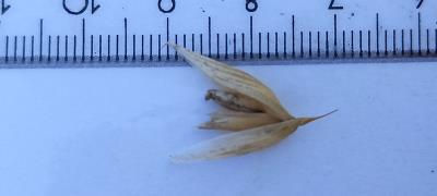 Click for 2 image(s) for this accession. Spikelet